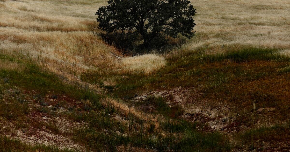 Le coléoptère tueur d'arbres devrait atteindre les montagnes de Santa Monica