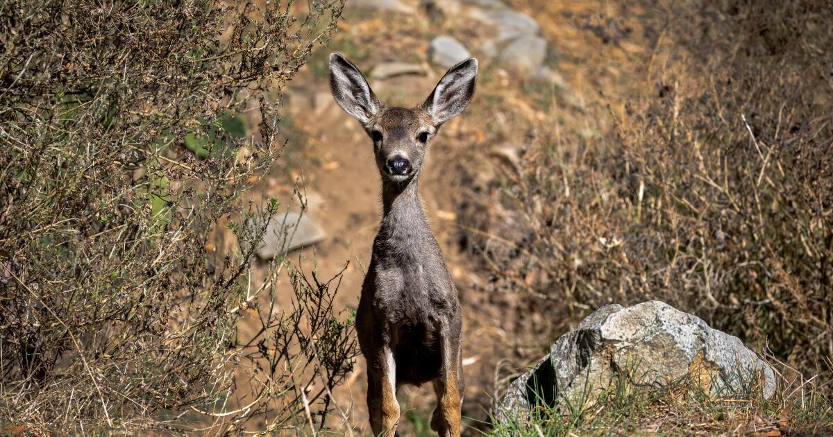 Le projet d'abattre le cerf Catalina depuis des hélicoptères est abandonné