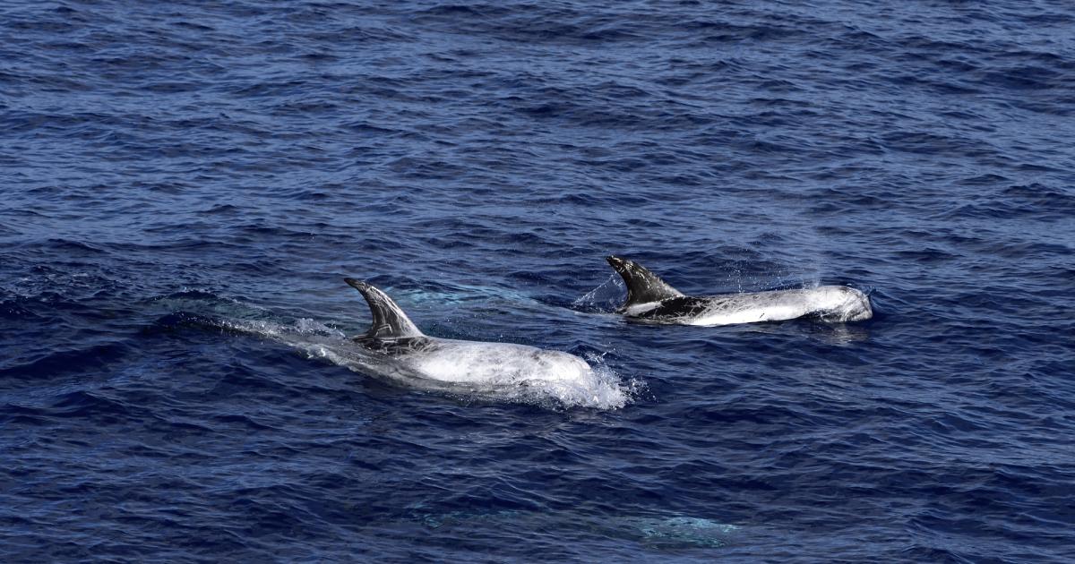 Les baleines en voie de disparition confrontées à la menace pétrolière