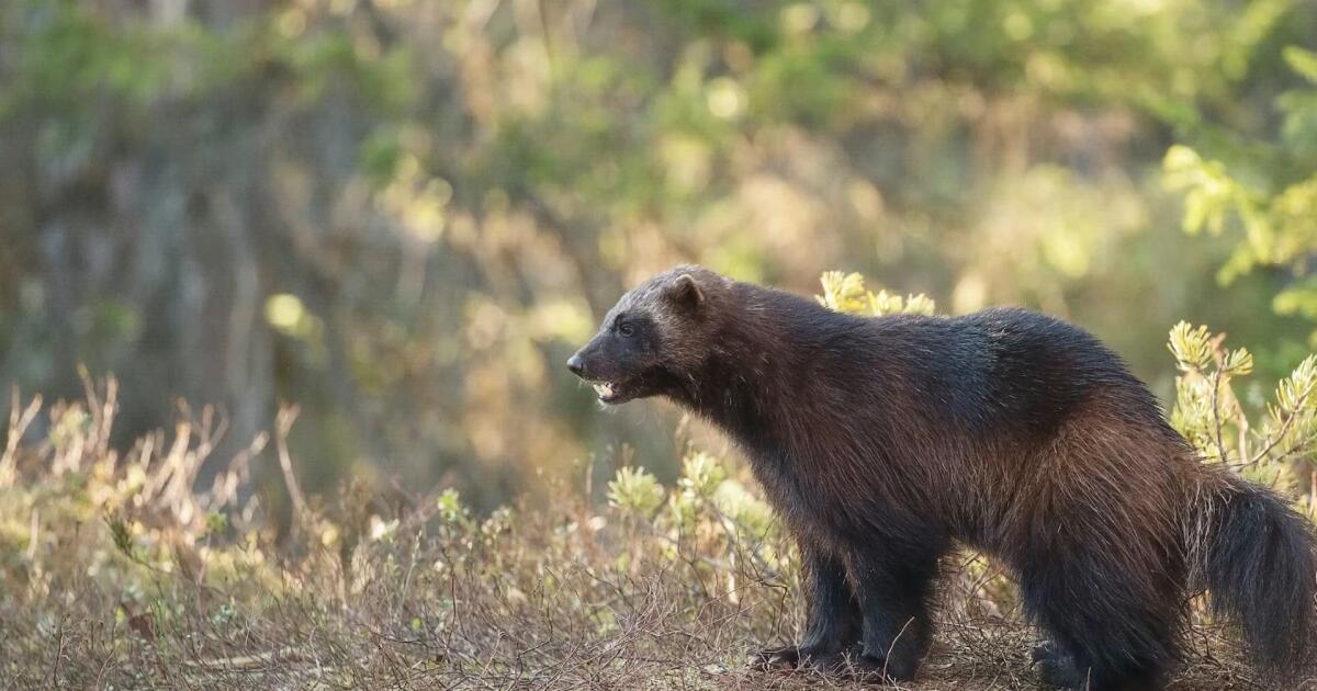 Les efforts visant à ramener les carcajous en Californie échouent