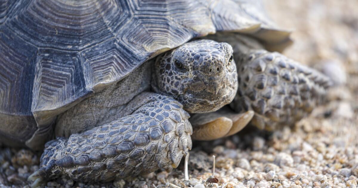 Les tortues du désert de Mojave pourraient bénéficier de nouvelles protections