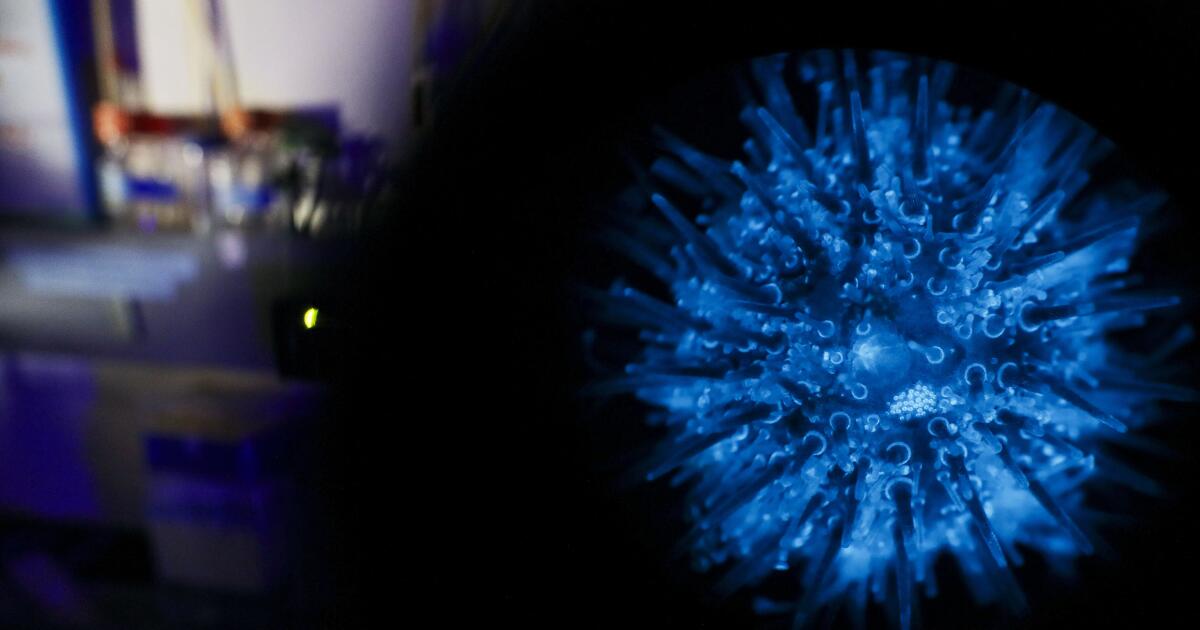 Oursins fabriqués sur commande : les scientifiques de Scripps font une percée transgénique