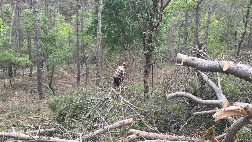 Superficie record: la séquence a affecté 66 500 hectares de forêts en Catalogne