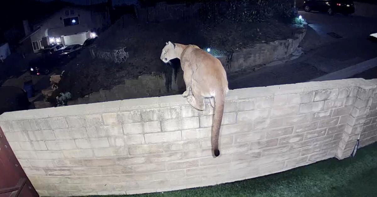 Un lion de montagne envahit un jardin près du futur passage faunique de Californie