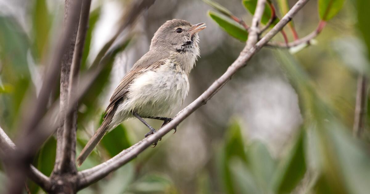 Un oiseau chanteur en voie de disparition récupère la rivière LA : « C'est un survivant »