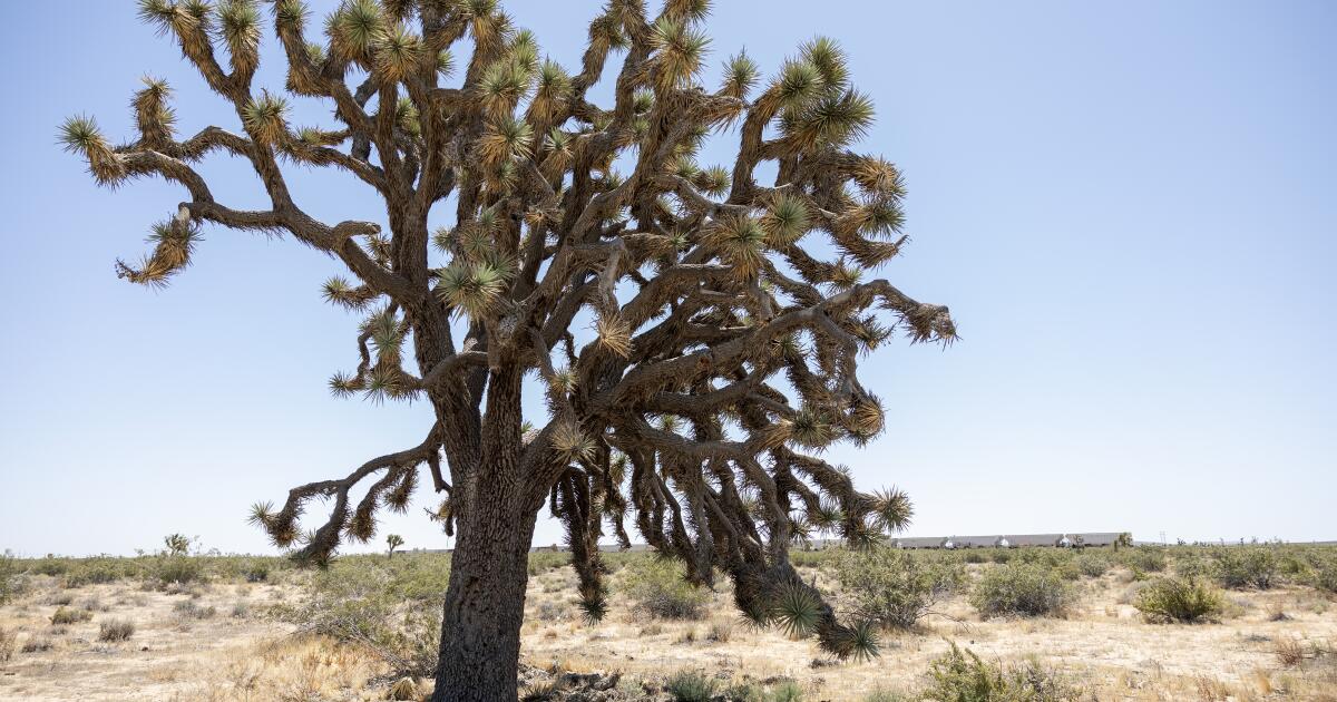 Un projet solaire pour détruire des milliers d'arbres de Josué