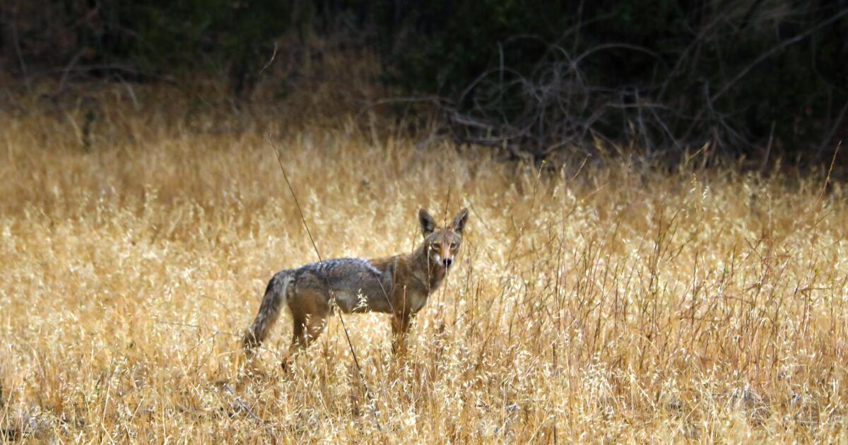 Un trappeur de coyotes de Torrance fait l'objet d'une enquête pour violation possible de la loi de l'État