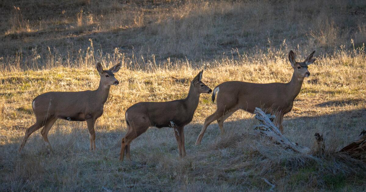 Une maladie cérébrale mortelle détectée chez deux cerfs de Californie