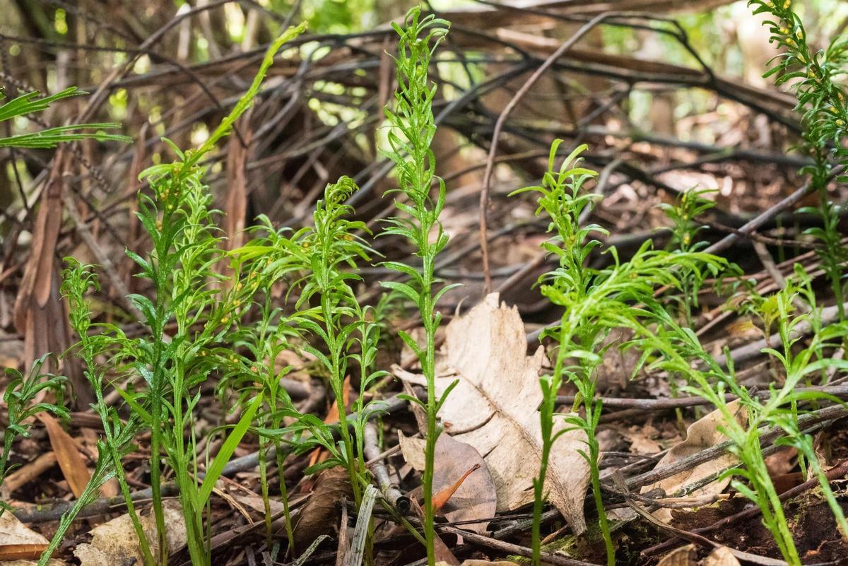 Tmesipteris oblancéolata.