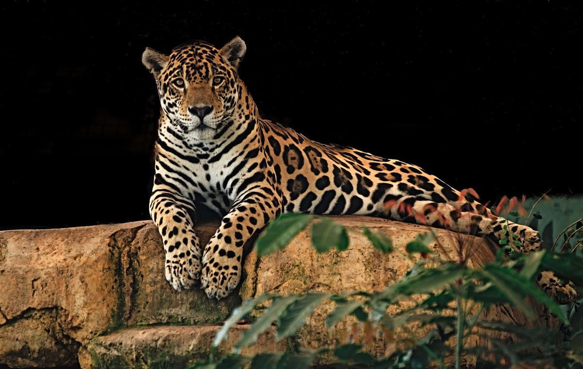 Exemple de jaguar.