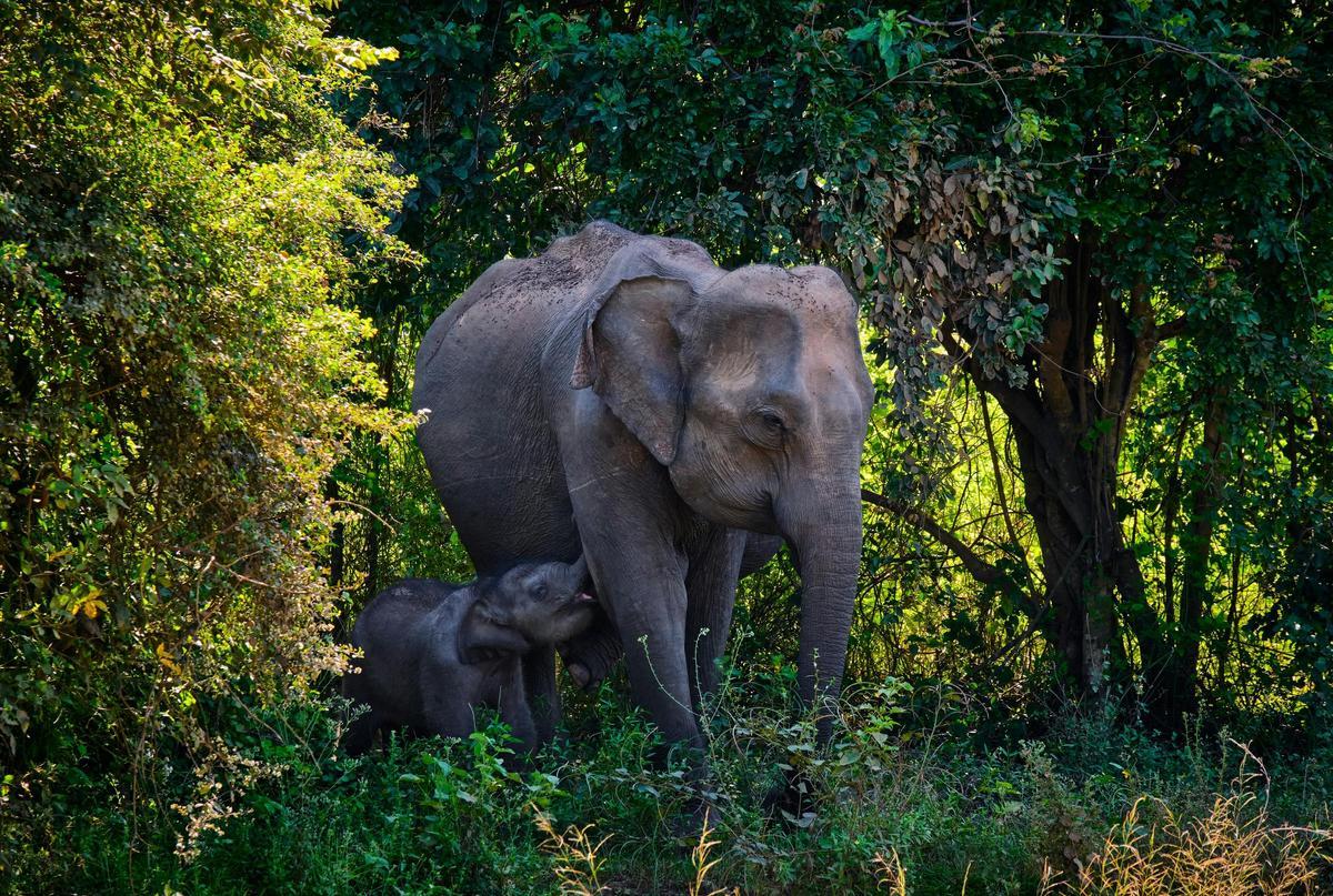 Une peau d'éléphant et son bébé dans une zone boisée.