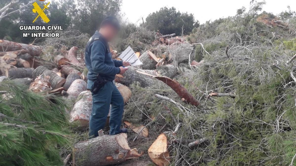 La Guardia Civil observe les restos d'une tala illégale.