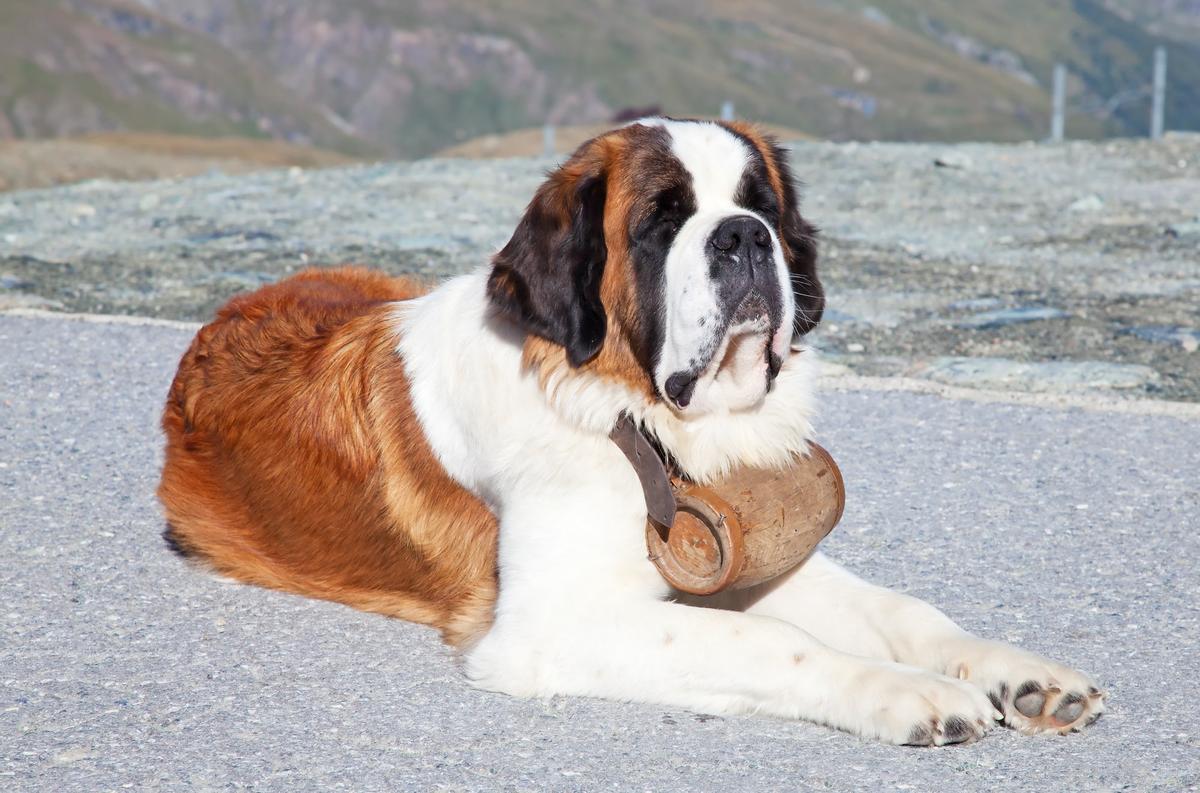 Saint-Bernard