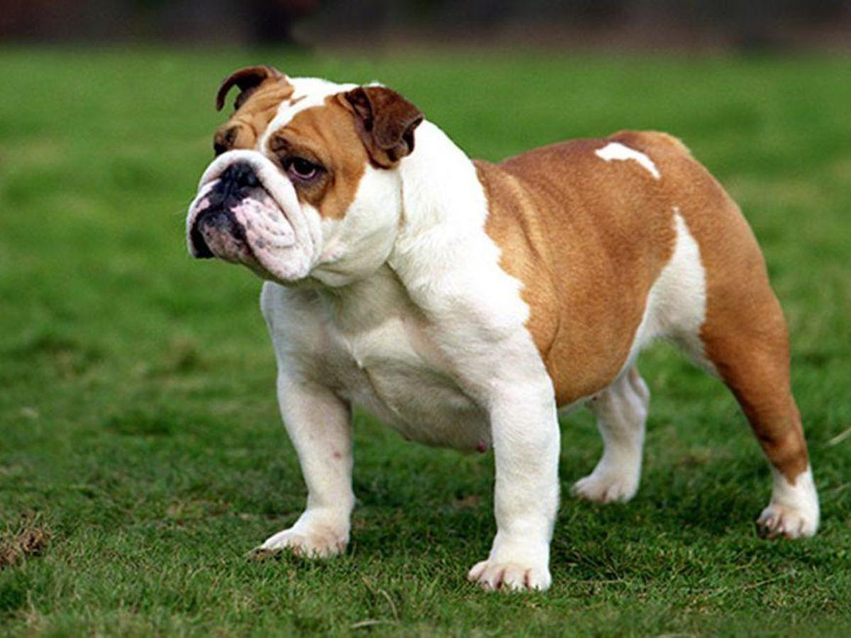 Bouledogue