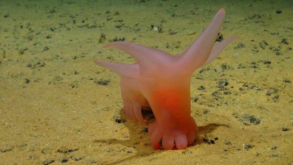 Cerdo de mar
