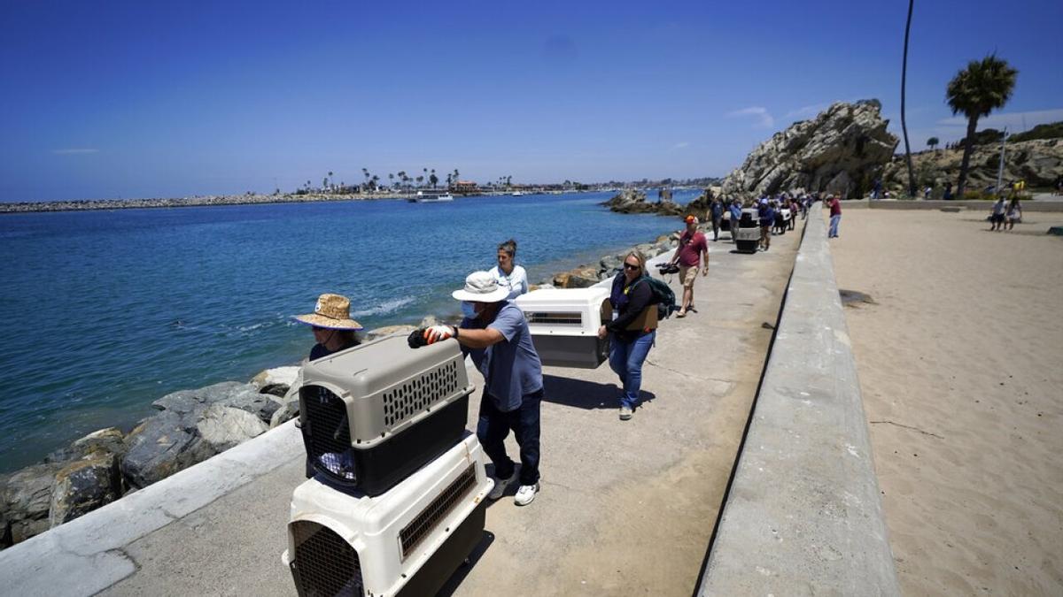 Pelícanos et jaulas pour votre traitement vétérinaire