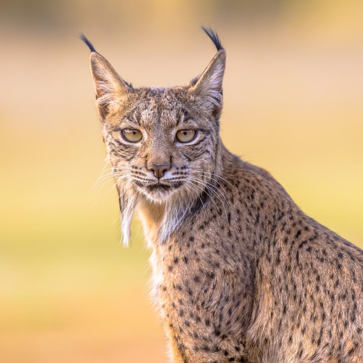 Exemple de lince ibérico