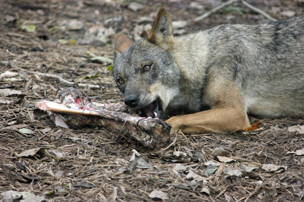 Loup ibérique