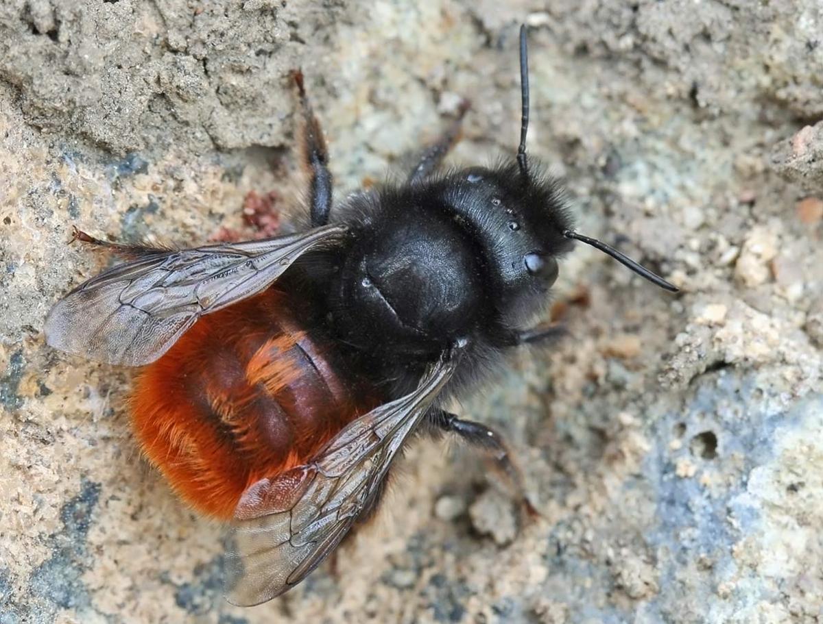 Exemple de Osmia cornuta.