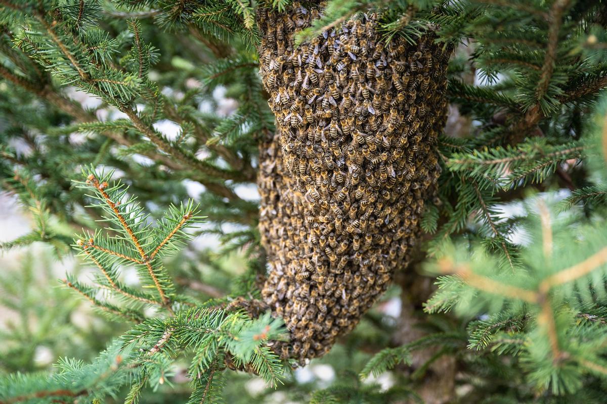 Enjambre de abejas.