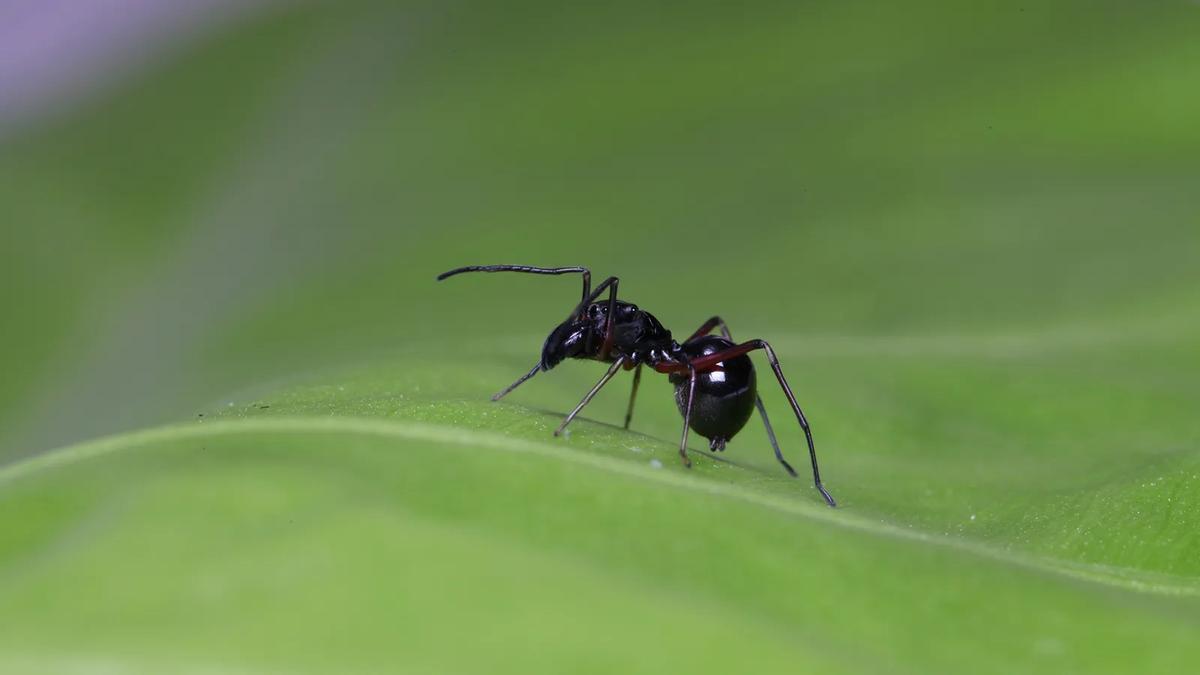 Toxeus magnus imite un hormiga.