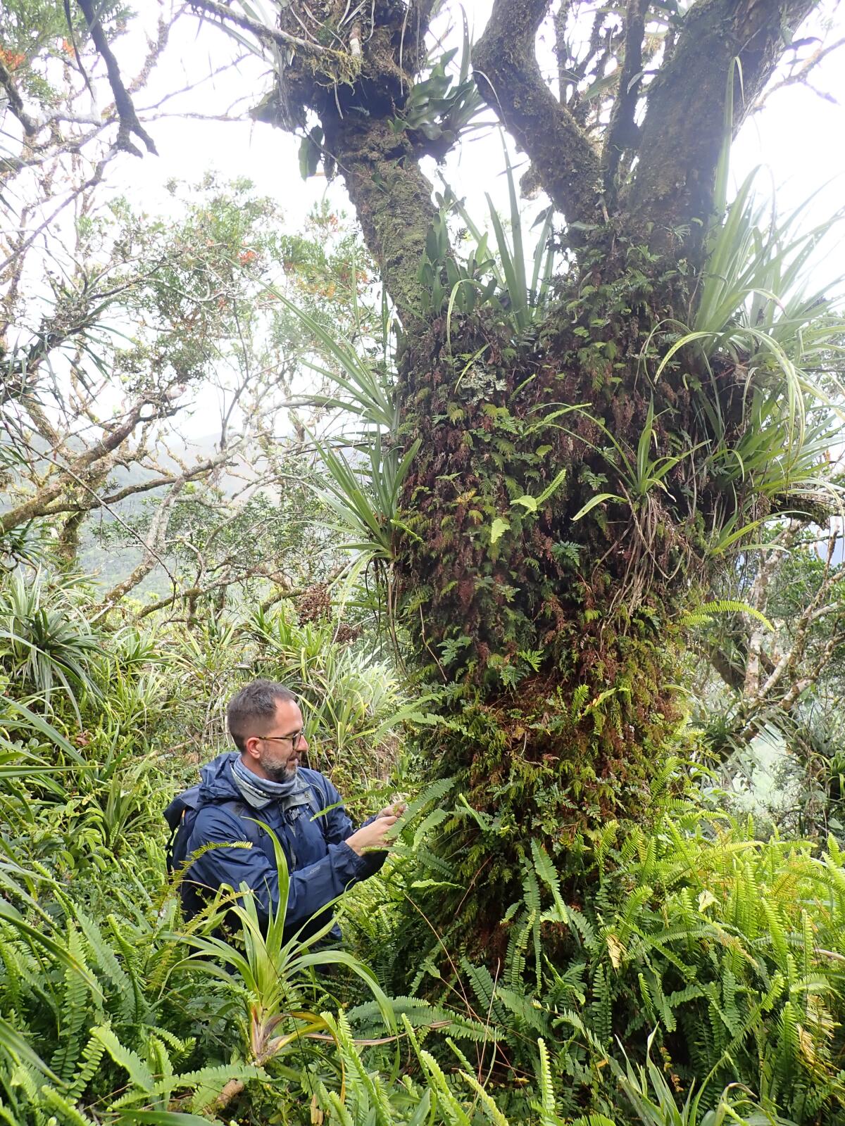 Un homme en veste à côté d'un arbre, entouré de fougères et autres feuillages