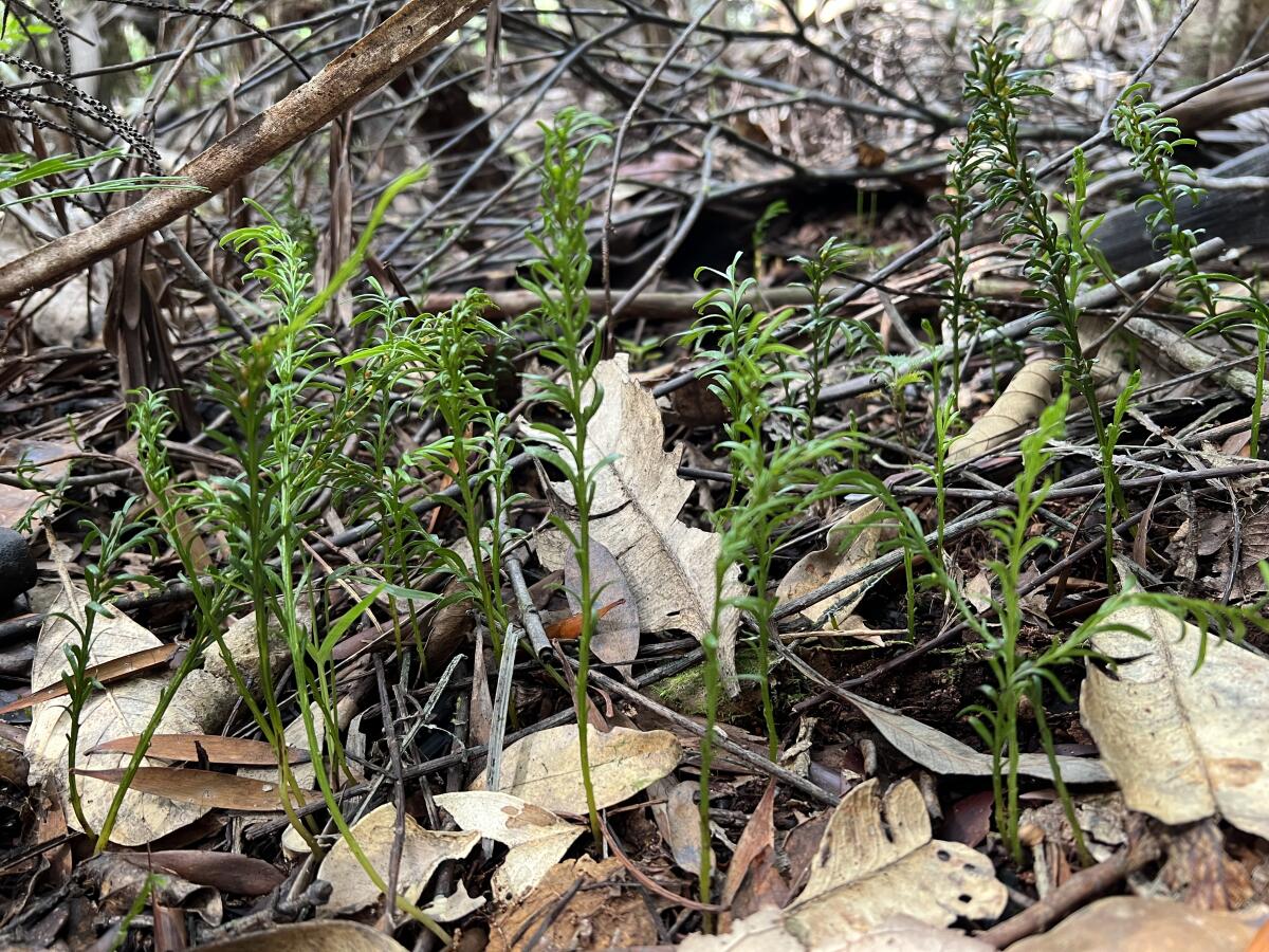 Les fougères T. oblancolata poussent au milieu de branches enchevêtrées et de feuilles mortes.
