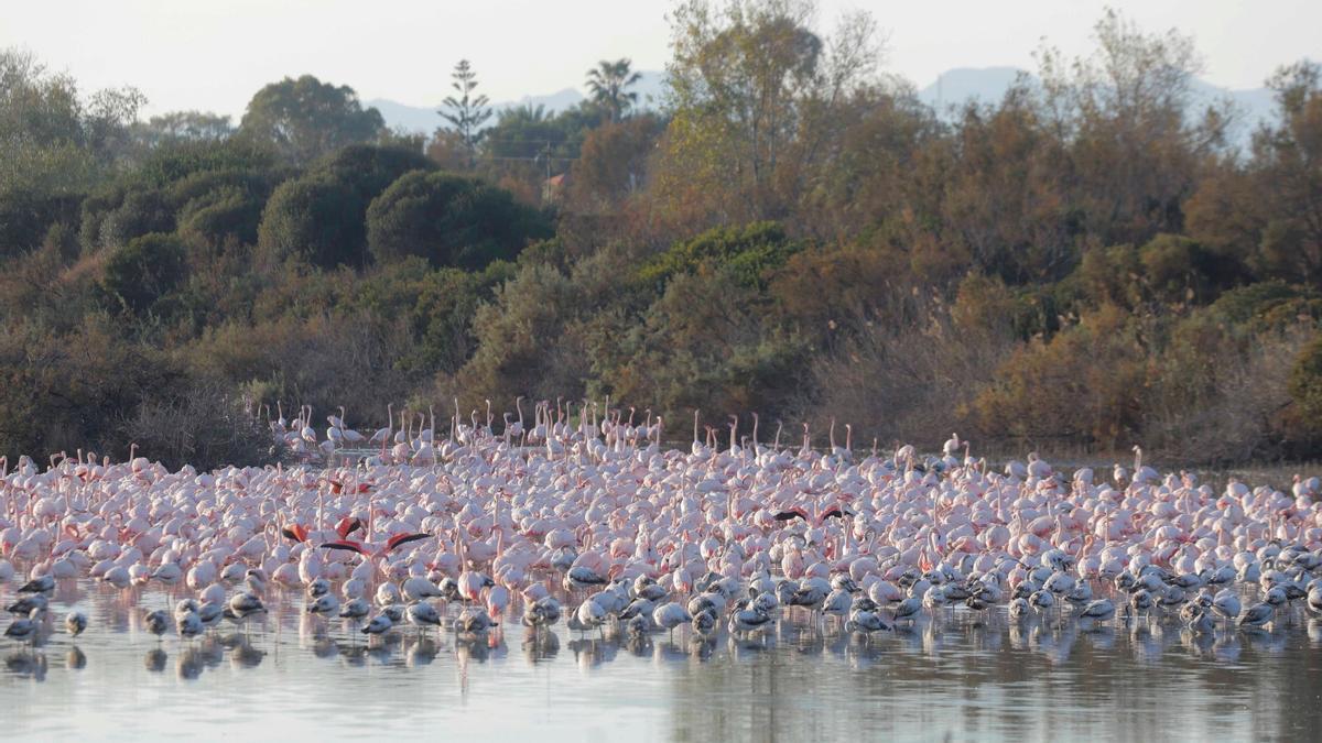 Invasion des flamencos dans l'Albufera valencienne