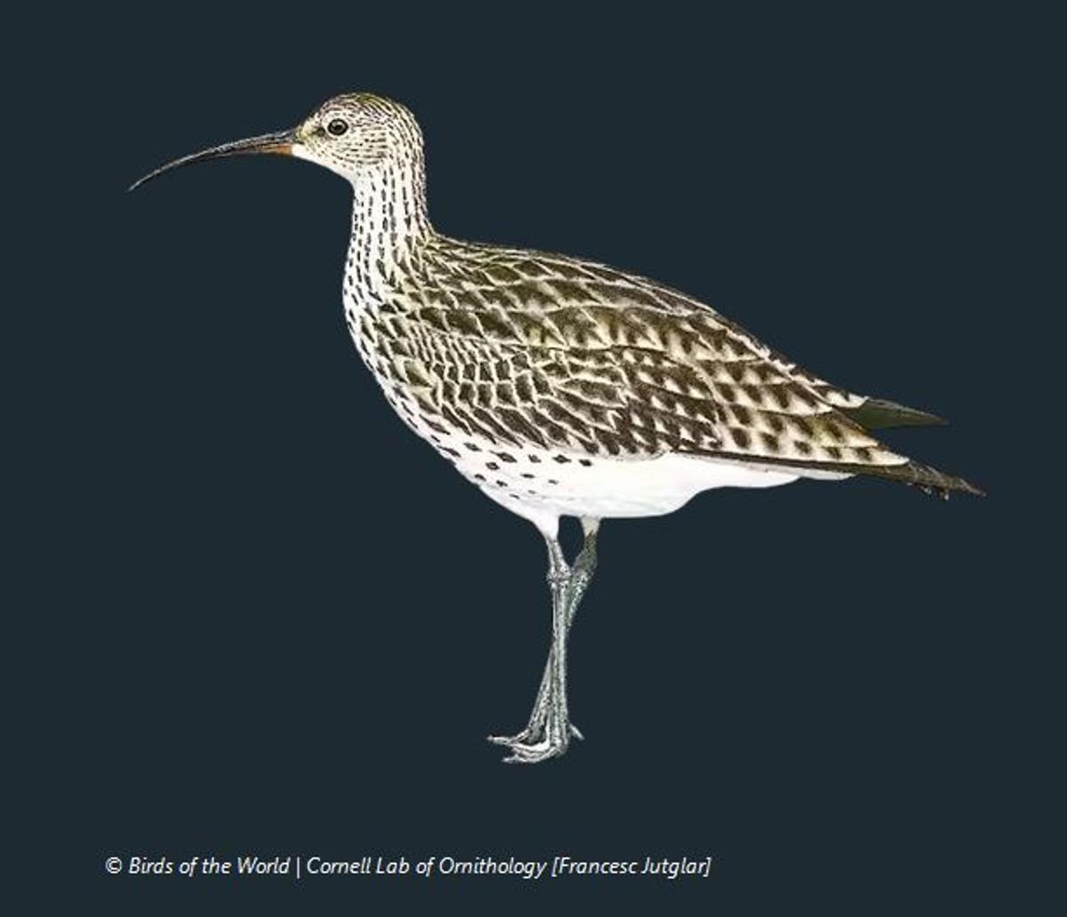 Numénius tenuirostris