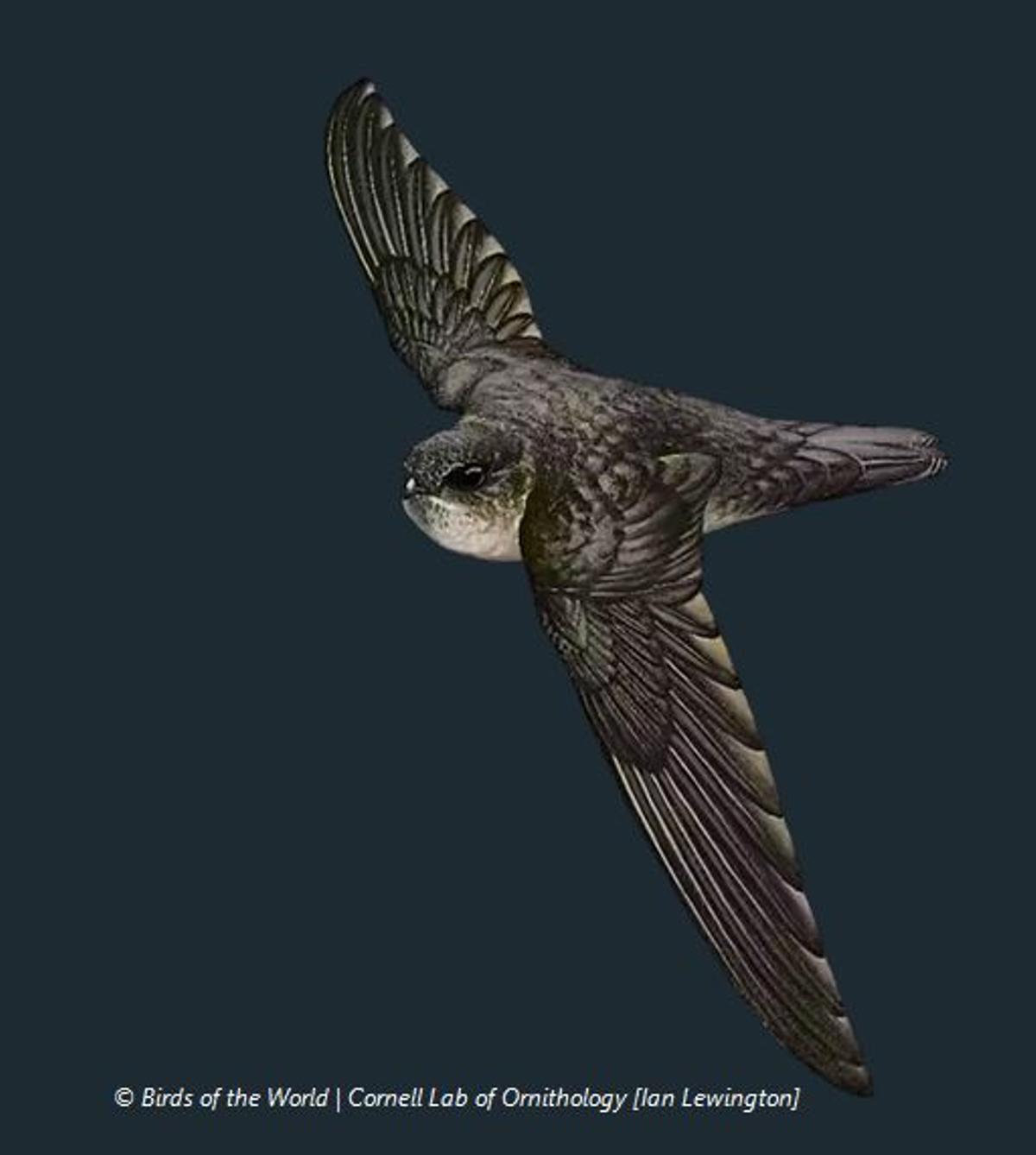 Aérodramus nuditarsus