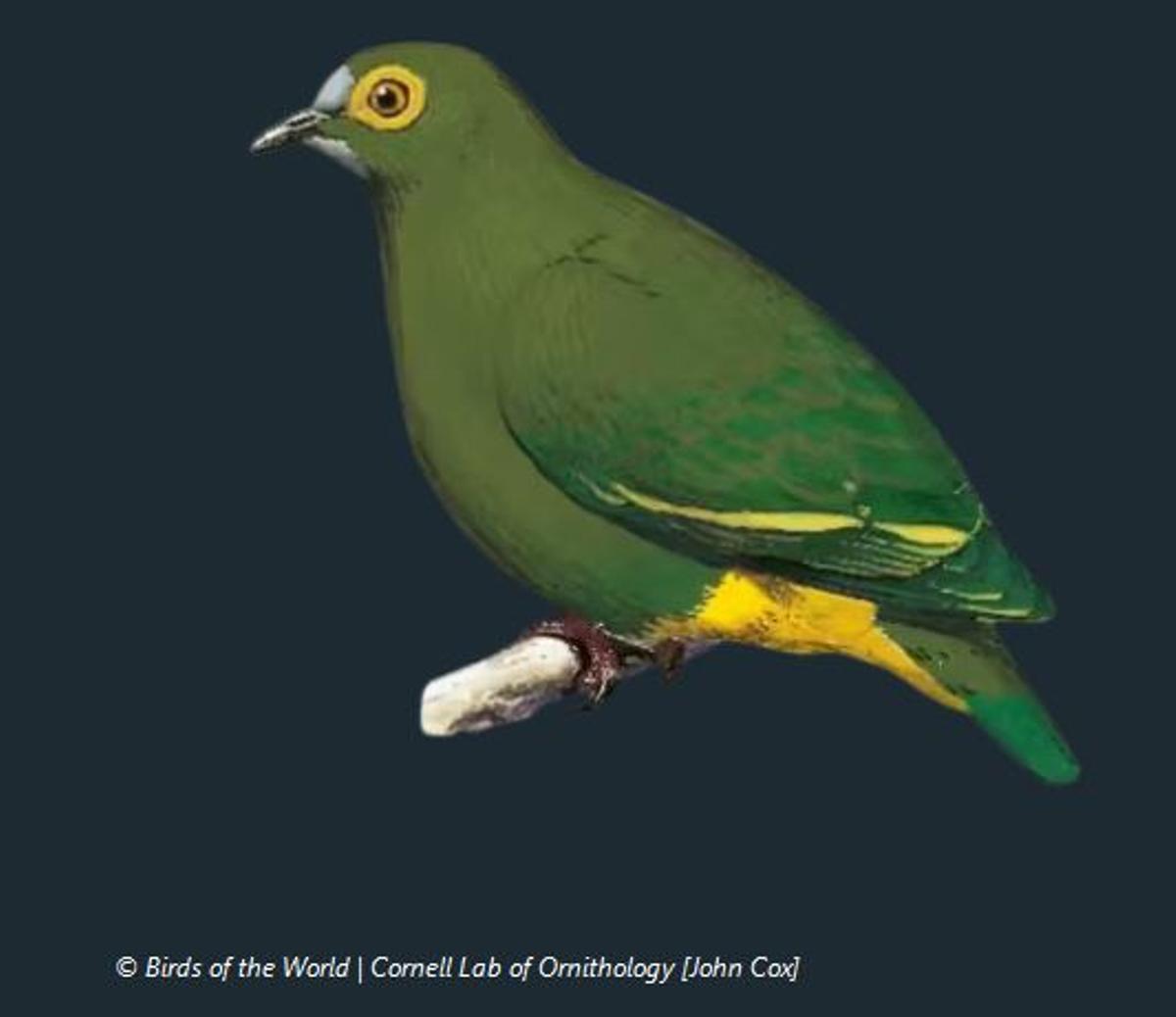 Ptlinopus arcanus