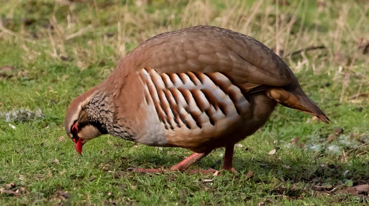 Image de rachivo d'une rouge perdue.