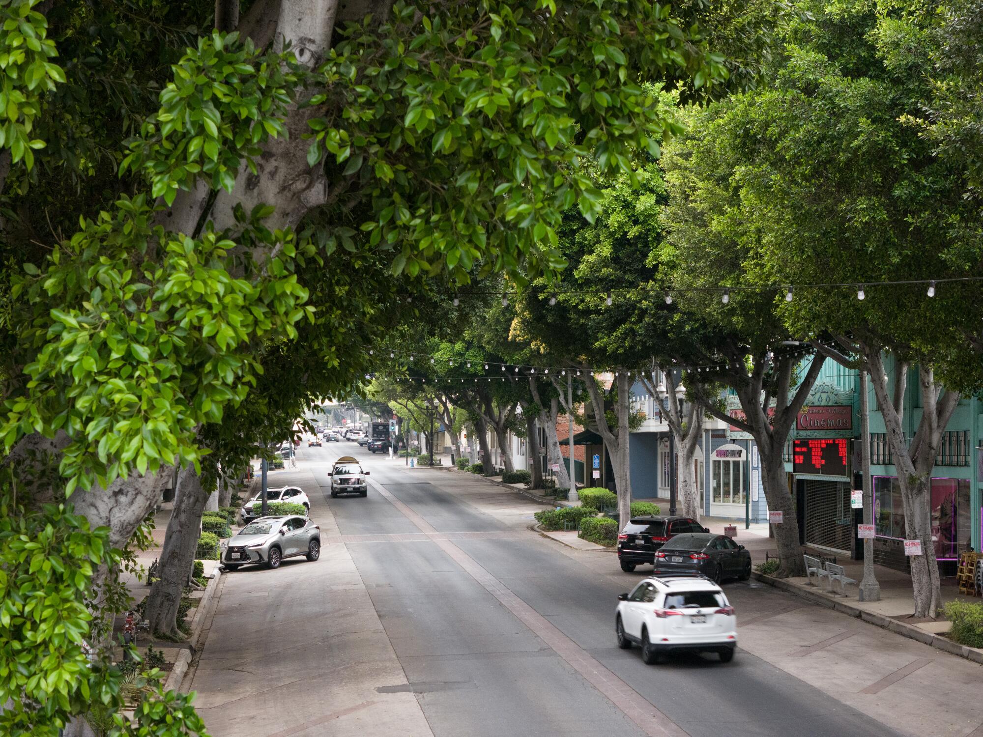 De grands arbres bordent les deux côtés d’une rue.
