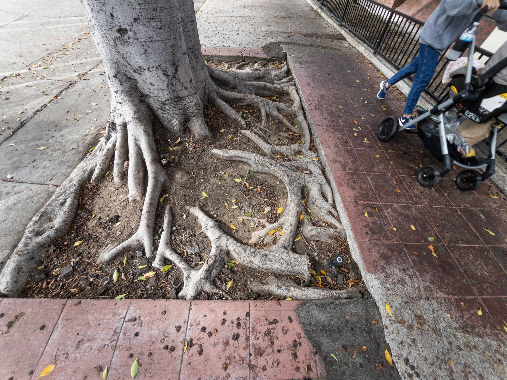 Le bas d’un arbre avec des racines exposées sur un trottoir.