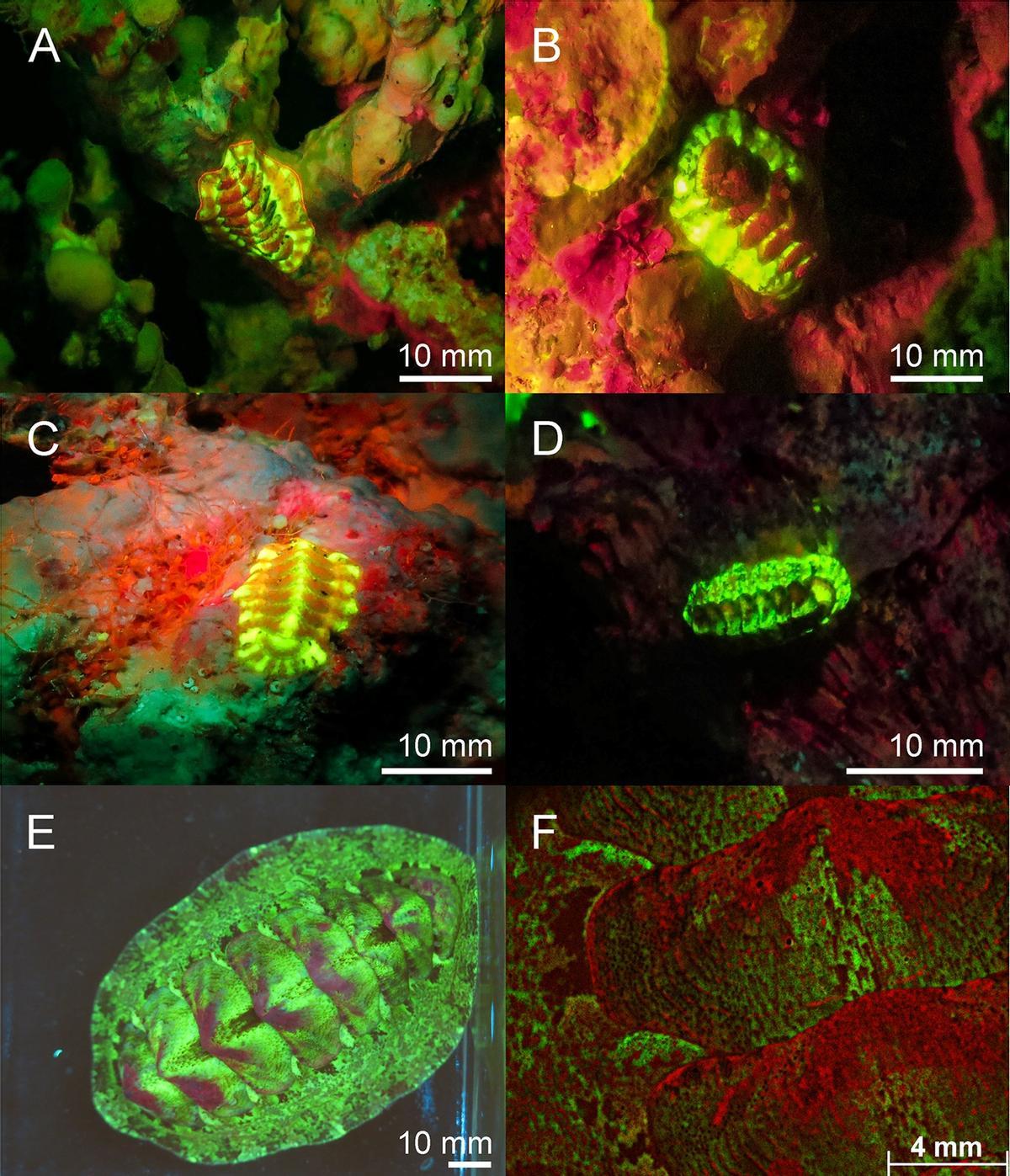 Espèces fluorescentes descubiertas