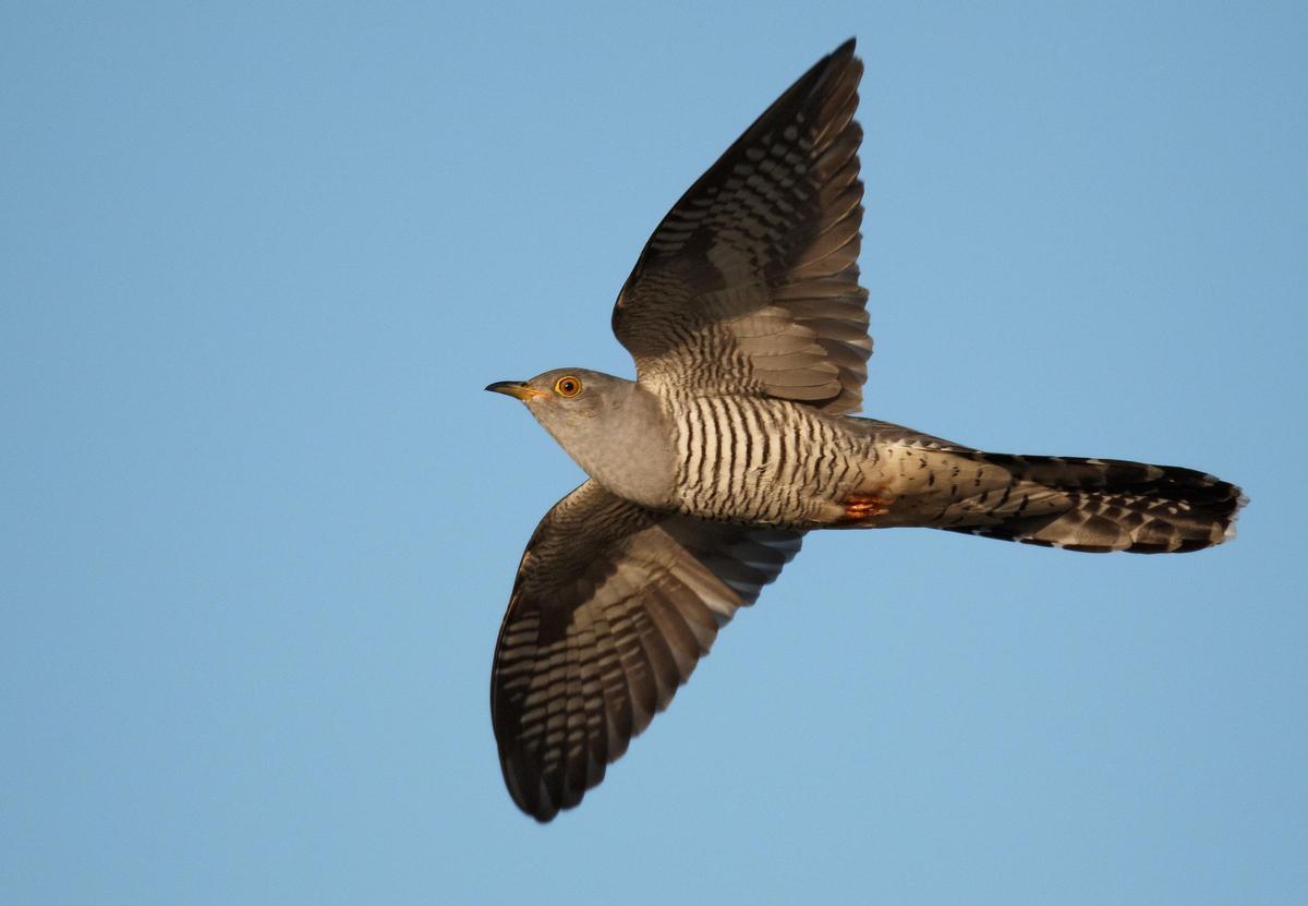 Cuco en vuelo.