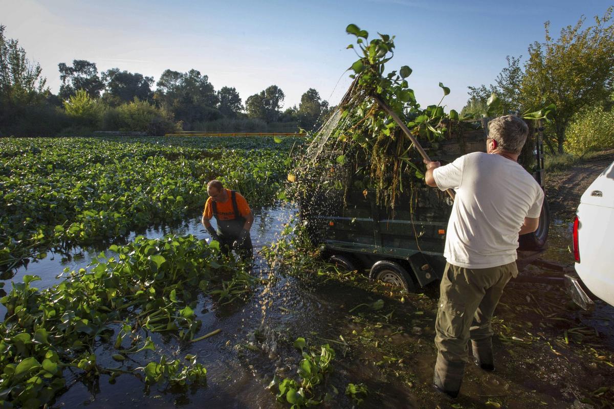 Retirada de camalote en Andalousie