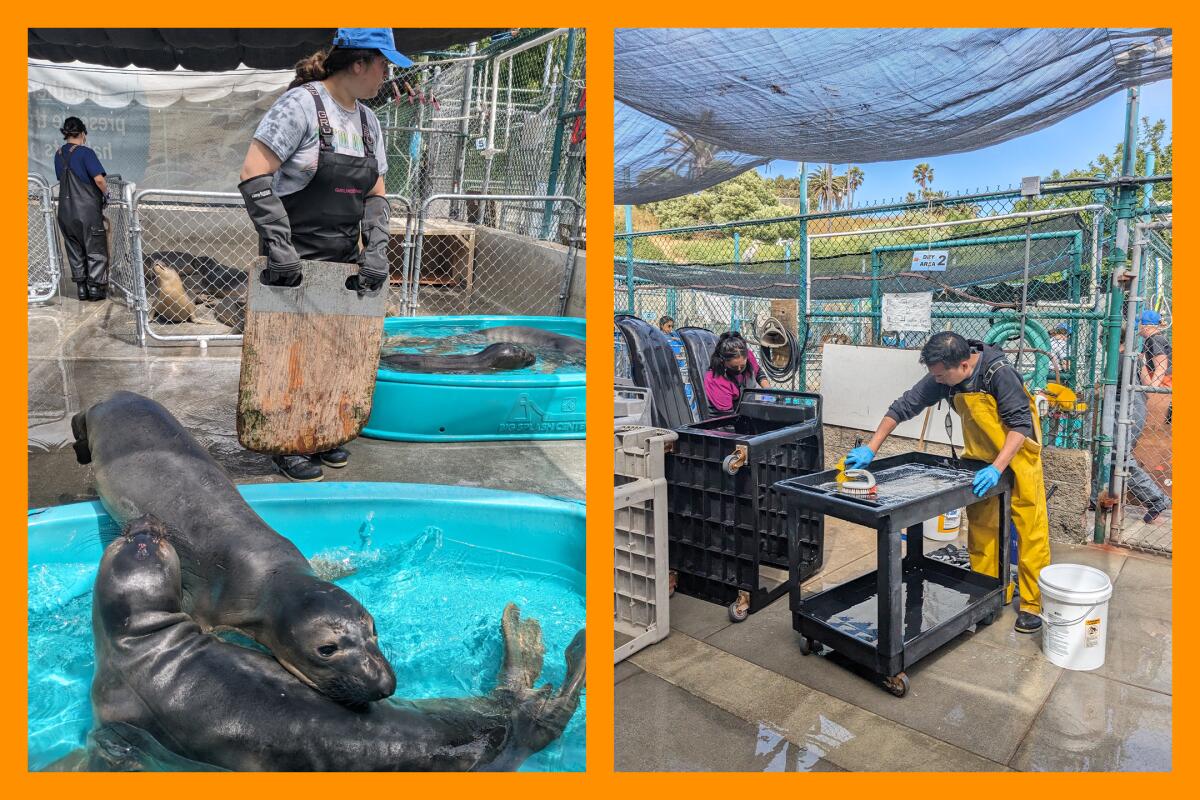 Une personne nourrit des éléphants de mer dans des piscines en plastique, à gauche.  Un homme nettoie une table, c'est vrai.
