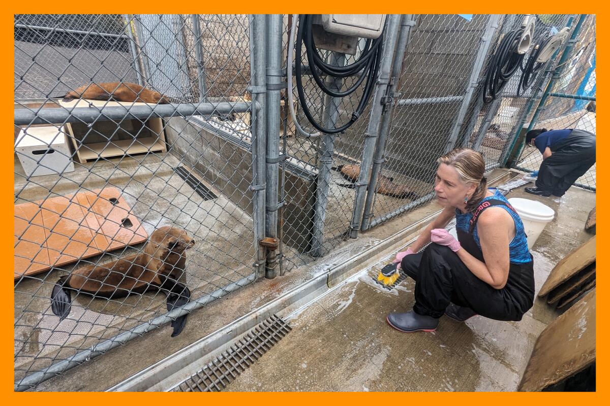 Une femme nettoie le sol sous les yeux d’un lion de mer de Californie en cage.