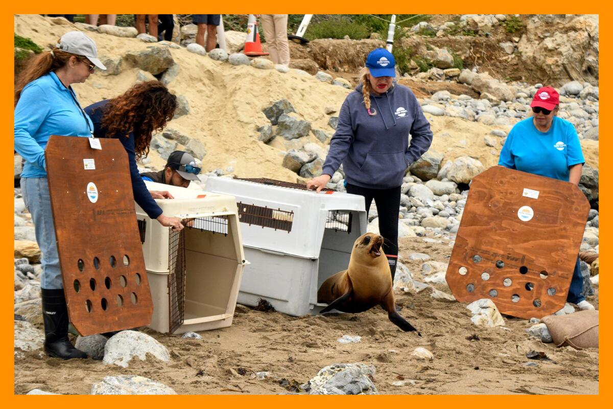 Les gens se tiennent sur la plage avec des caisses d'animaux tandis que les otaries de Californie sont relâchées dans la nature.