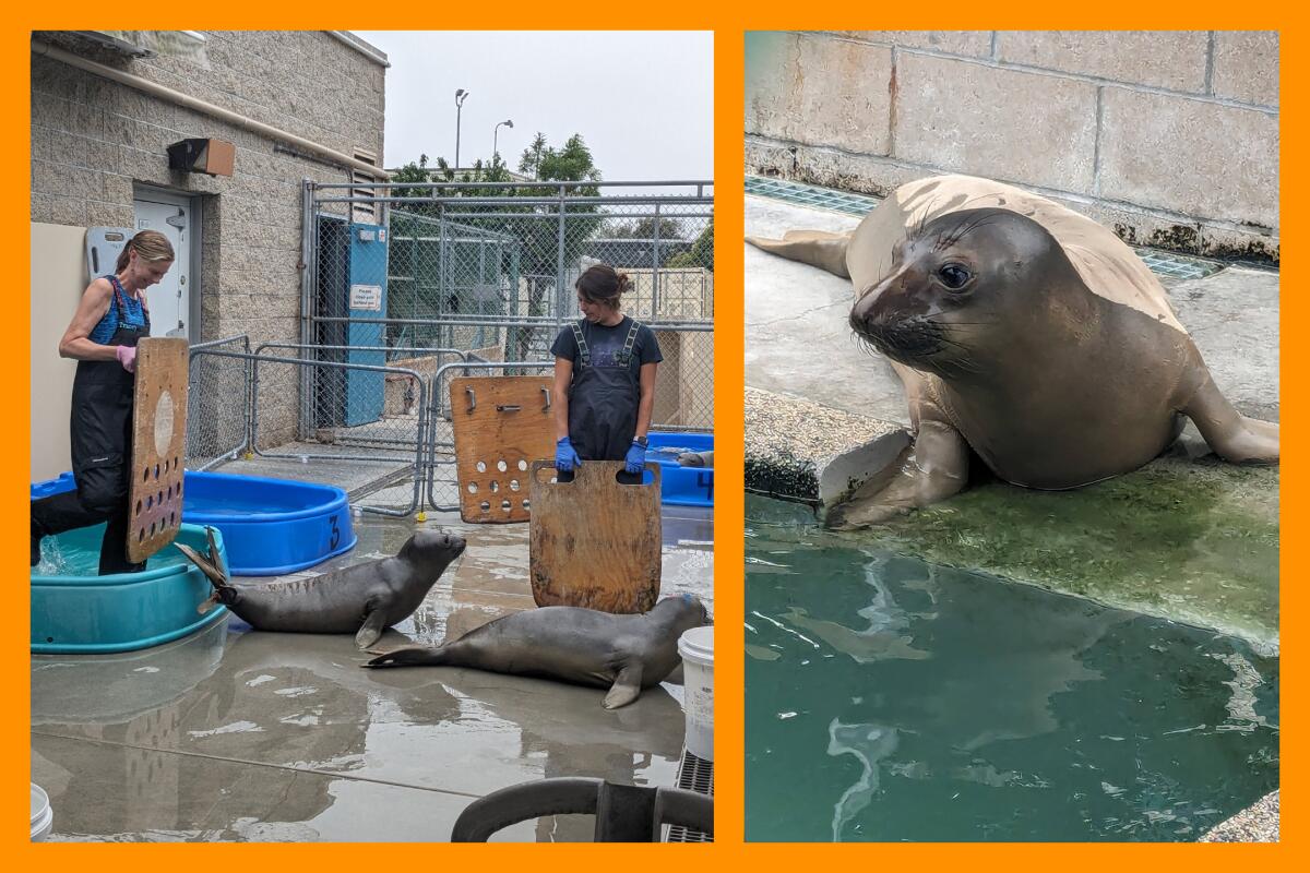 Deux femmes ramènent les éléphants de mer dans leurs enclos, à gauche.  Un gros plan d’un phoque au Marine Mammal Care Center, à droite.