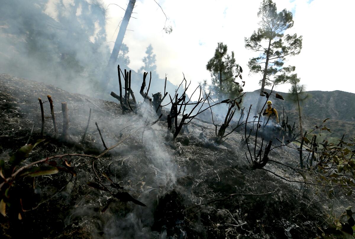 De la fumée s'élève des tas de débris brûlés dans la forêt nationale d'Angeles.