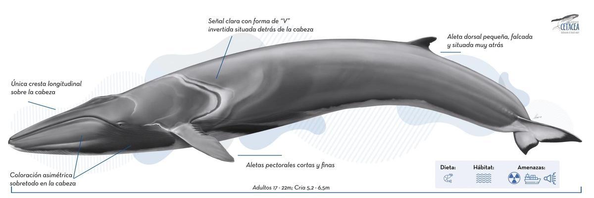 Le rorcual est très pareil à la ballena azul