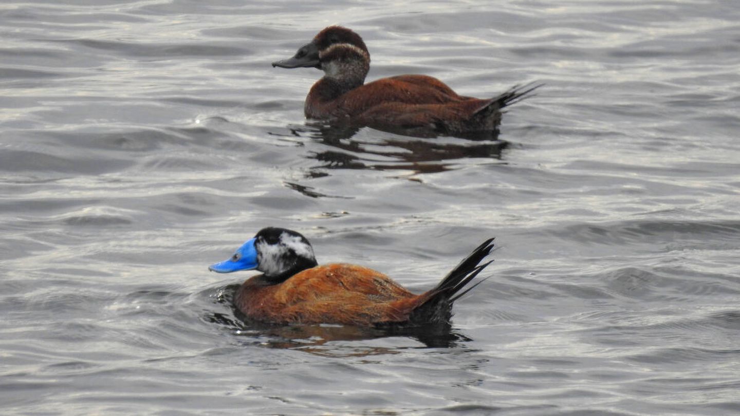 Canard à tête blanche.  (Photo fournie par Veolia)