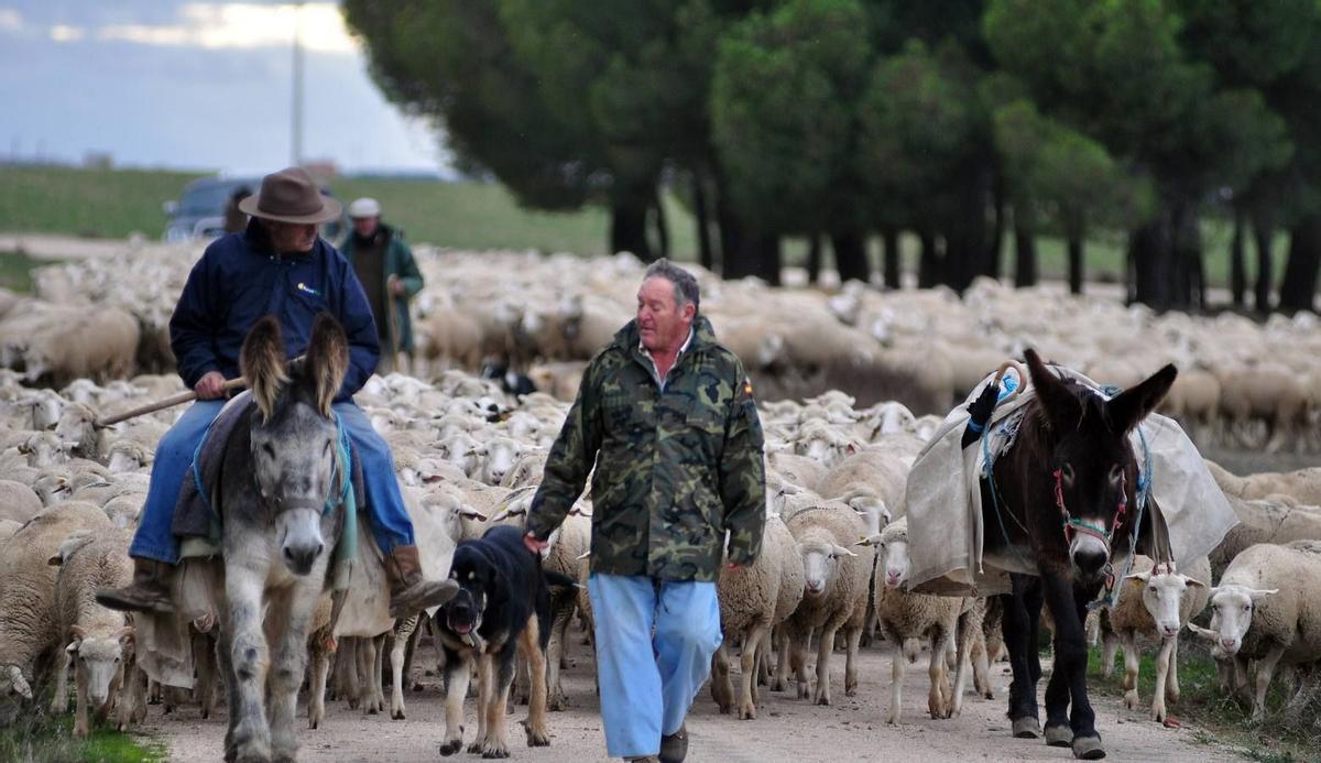 Pastores trashumantes