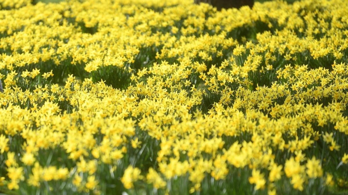 Narcisos en fleur dans le parc Saint James de Londres, en février de l'année passée.
