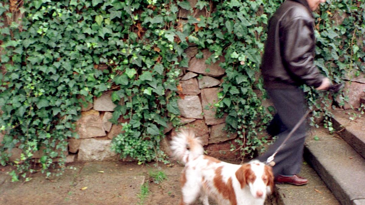 Un homme passa à un chien junto à une pared repleta de hiedra.