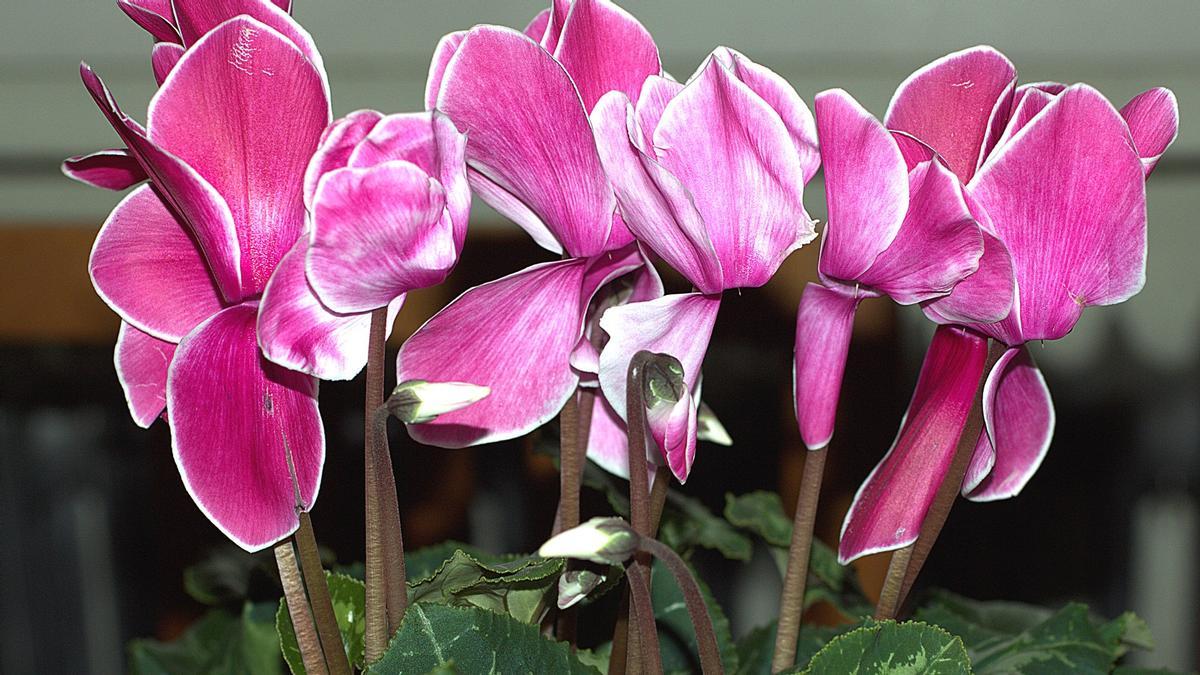 Ciclamen de Flores