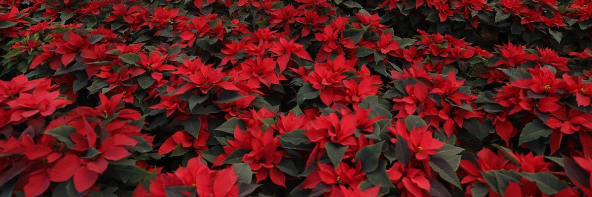 Flores de Navidad ou de Pascua, le jour 2, au Mexique.