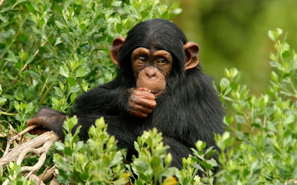 L'enquête analyse les plantes consommant les chimpanzés